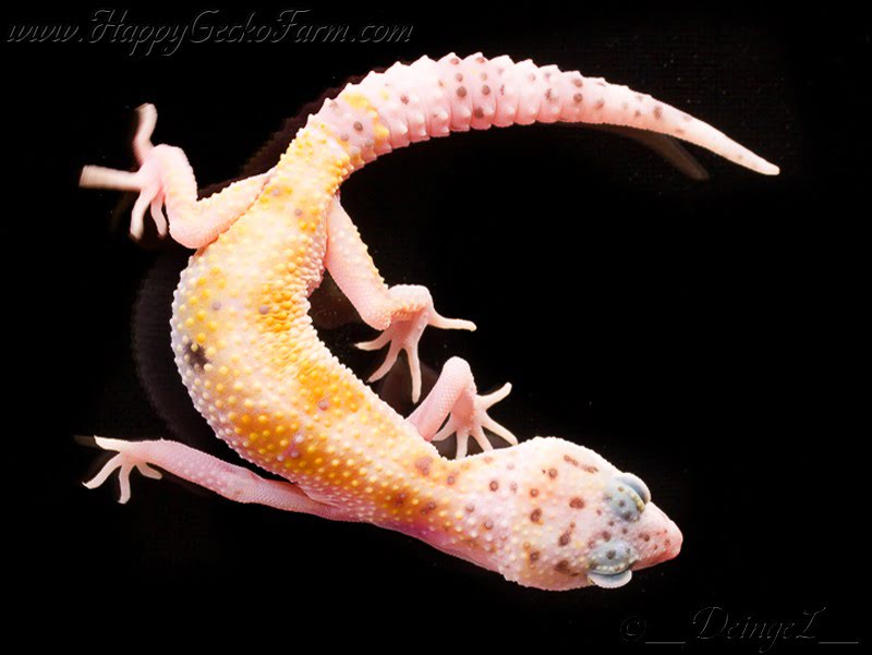 Eublepharis macularius,эублефар, пятнистый эублефар, геккон, леопардовый геккон, Leopard Gecko, ящерица, рептилия