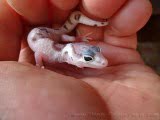 Eublepharis macularius,эублефар, пятнистый эублефар, геккон, леопардовый геккон, Leopard Gecko, ящерица, рептилия