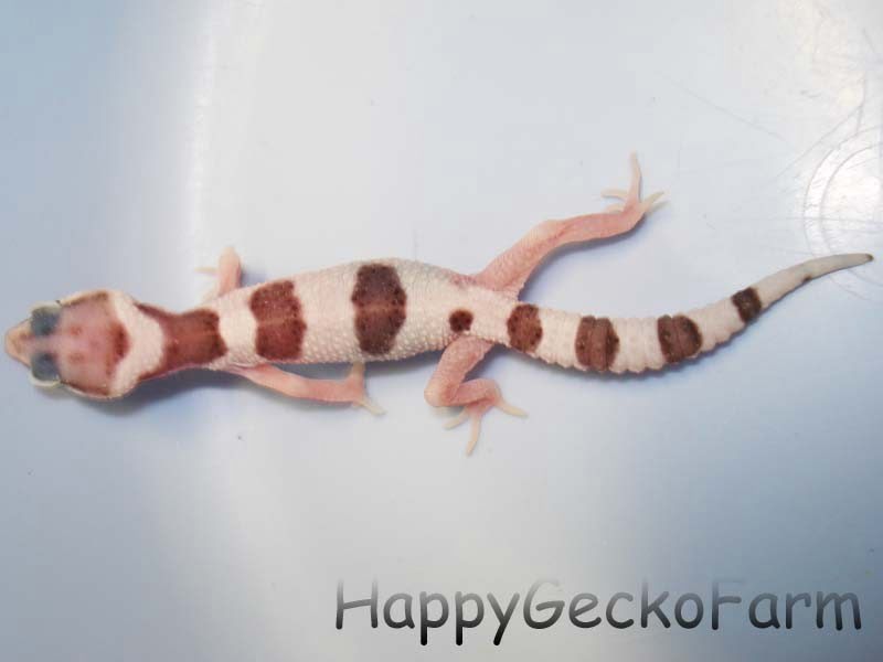Eublepharis macularius,эублефар, пятнистый эублефар, геккон, леопардовый геккон, Leopard Gecko, ящерица, рептилия, ирбис