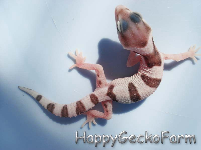 Eublepharis macularius,эублефар, пятнистый эублефар, геккон, леопардовый геккон, Leopard Gecko, ящерица, рептилия, ирбис
