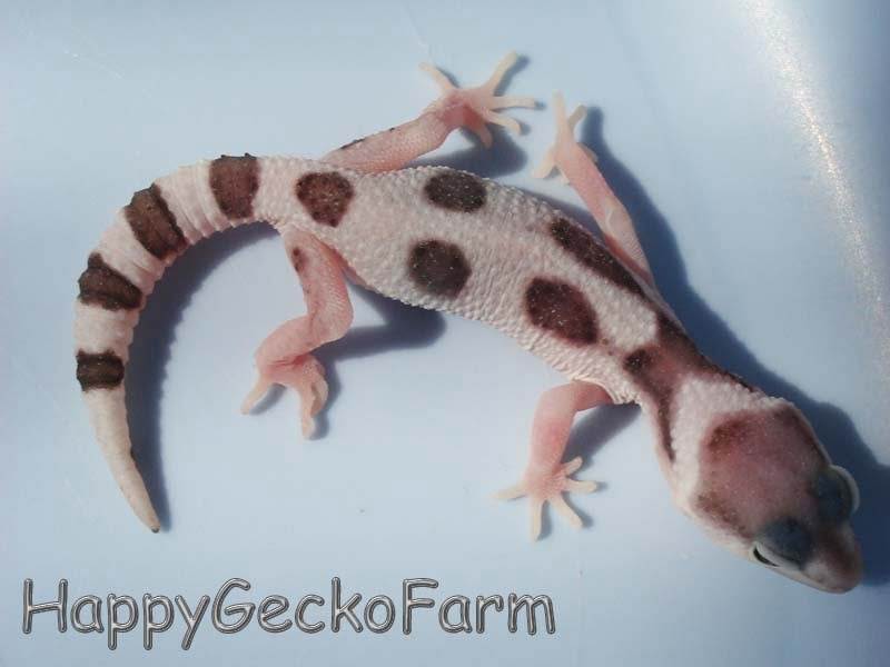 Eublepharis macularius,эублефар, пятнистый эублефар, геккон, леопардовый геккон, Leopard Gecko, ящерица, рептилия, ирбис