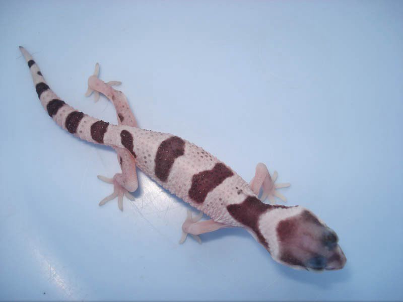 Eublepharis macularius,эублефар, пятнистый эублефар, геккон, леопардовый геккон, Leopard Gecko, ящерица, рептилия