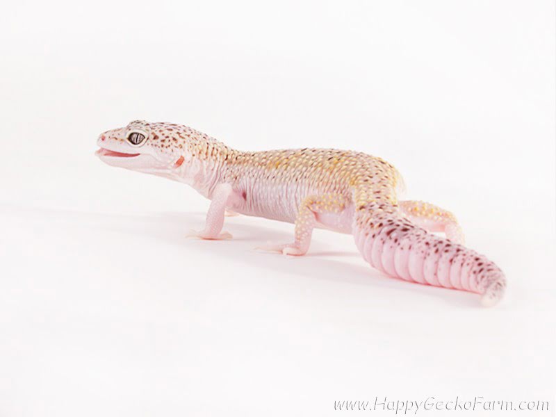 Eublepharis macularius,эублефар, пятнистый эублефар, геккон, леопардовый геккон, Leopard Gecko, ящерица, рептилия