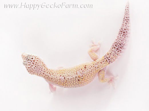 Eublepharis macularius,эублефар, пятнистый эублефар, геккон, леопардовый геккон, Leopard Gecko, ящерица, рептилия