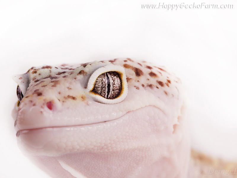 Eublepharis macularius,эублефар, пятнистый эублефар, геккон, леопардовый геккон, Leopard Gecko, ящерица, рептилия