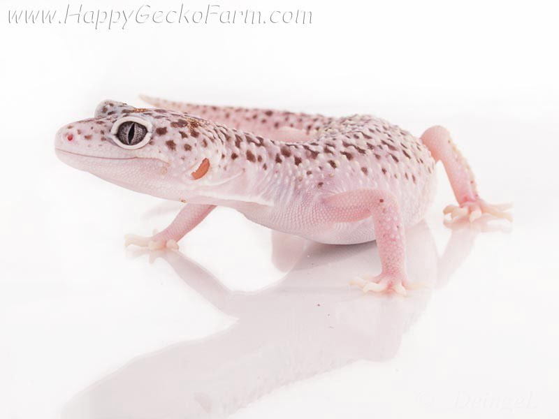 Eublepharis macularius,эублефар, пятнистый эублефар, геккон, леопардовый геккон, Leopard Gecko, ящерица, рептилия, ирбис
