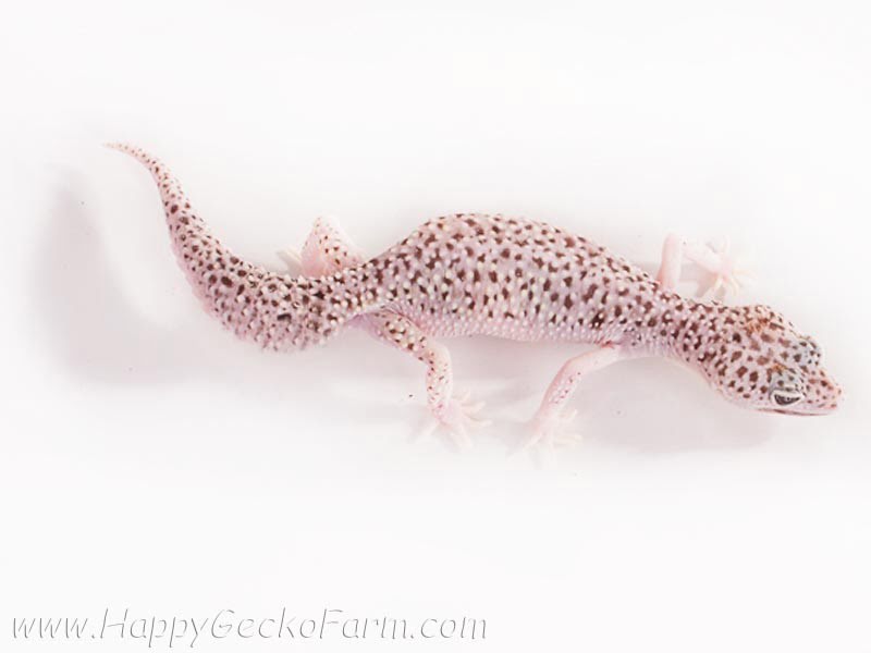Eublepharis macularius,эублефар, пятнистый эублефар, геккон, леопардовый геккон, Leopard Gecko, ящерица, рептилия, ирбис