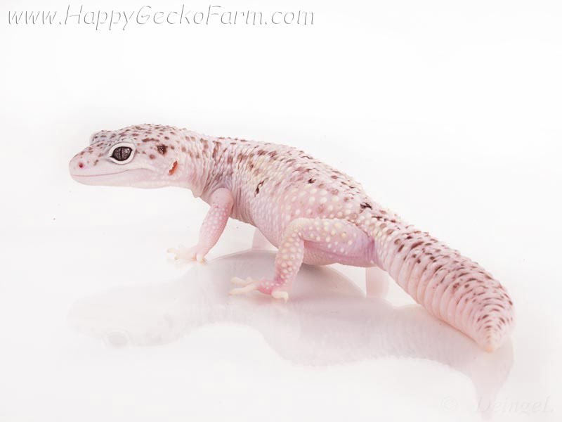 Eublepharis macularius,эублефар, пятнистый эублефар, геккон, леопардовый геккон, Leopard Gecko, ящерица, рептилия, ирбис