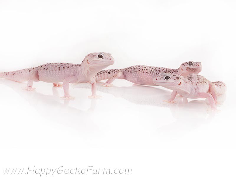 Eublepharis macularius,эублефар, пятнистый эублефар, геккон, леопардовый геккон, Leopard Gecko, ящерица, рептилия, ирбис