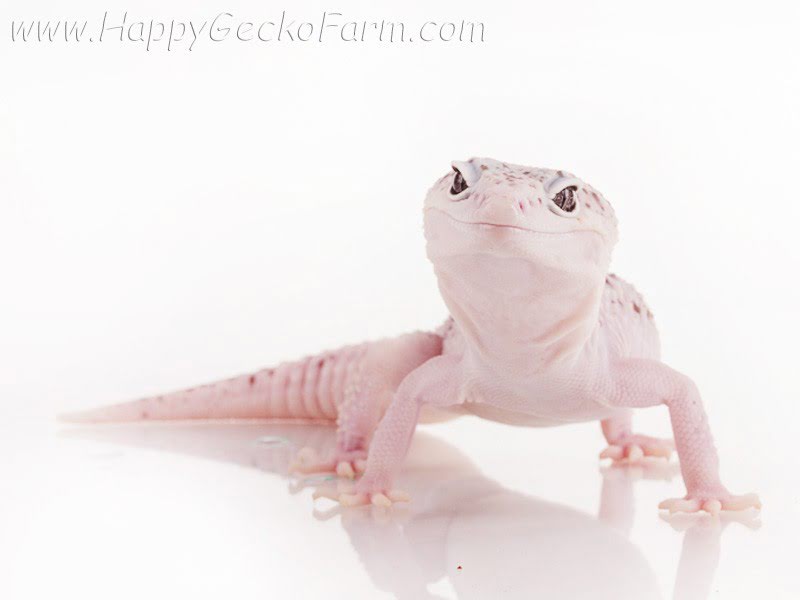 Eublepharis macularius,эублефар, пятнистый эублефар, геккон, леопардовый геккон, Leopard Gecko, ящерица, рептилия, ирбис