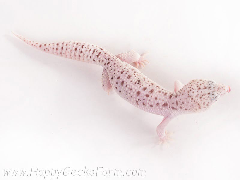 Eublepharis macularius,эублефар, пятнистый эублефар, геккон, леопардовый геккон, Leopard Gecko, ящерица, рептилия, ирбис
