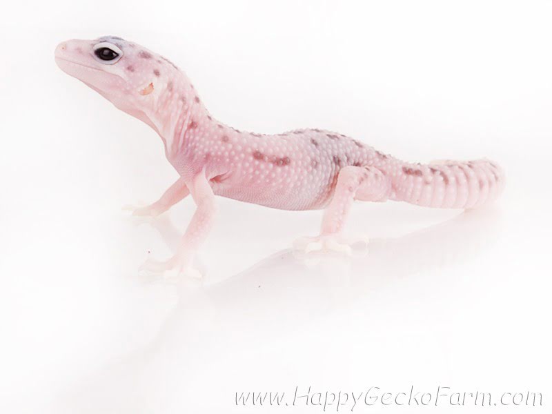Eublepharis macularius,эублефар, пятнистый эублефар, геккон, леопардовый геккон, Leopard Gecko, ящерица, рептилия, ирбис
