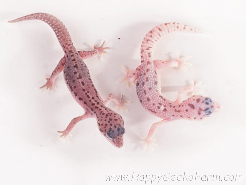 Eublepharis macularius,эублефар, пятнистый эублефар, геккон, леопардовый геккон, Leopard Gecko, ящерица, рептилия, ирбис