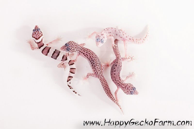 Eublepharis macularius,эублефар, пятнистый эублефар, геккон, леопардовый геккон, Leopard Gecko, ящерица, рептилия, ирбис
