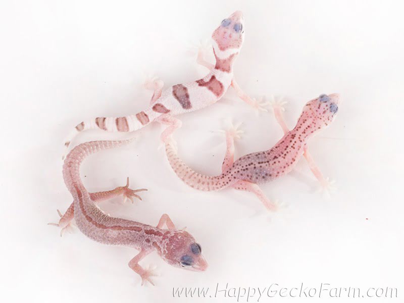 Eublepharis macularius,эублефар, пятнистый эублефар, геккон, леопардовый геккон, Leopard Gecko, ящерица, рептилия, ирбис