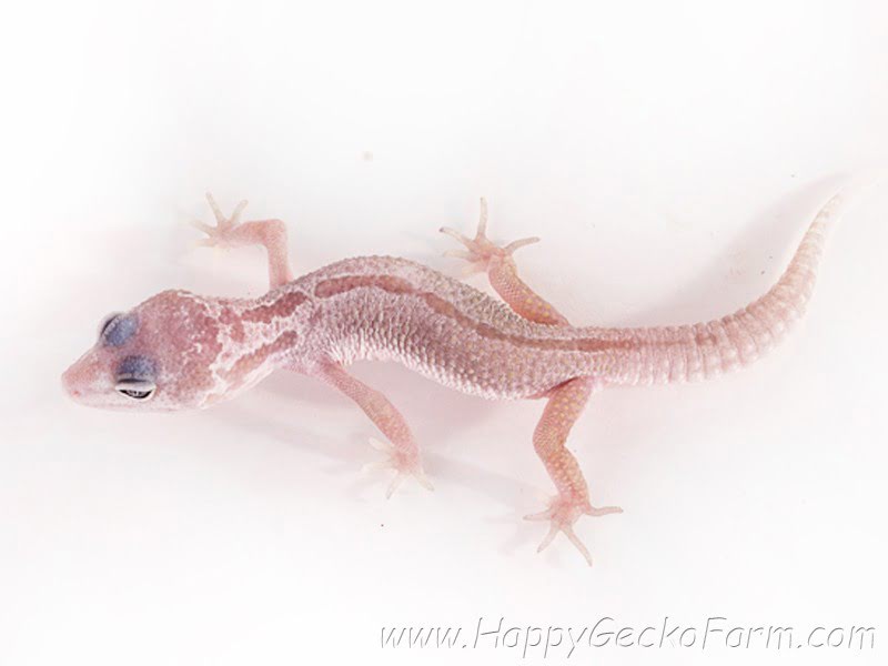 Eublepharis macularius,эублефар, пятнистый эублефар, геккон, леопардовый геккон, Leopard Gecko, ящерица, рептилия