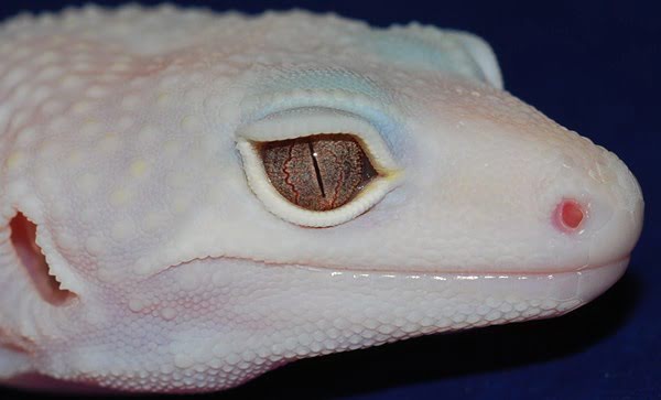 Eublepharis macularius,эублефар, пятнистый эублефар, геккон, леопардовый геккон, Leopard Gecko, ящерица, рептилия