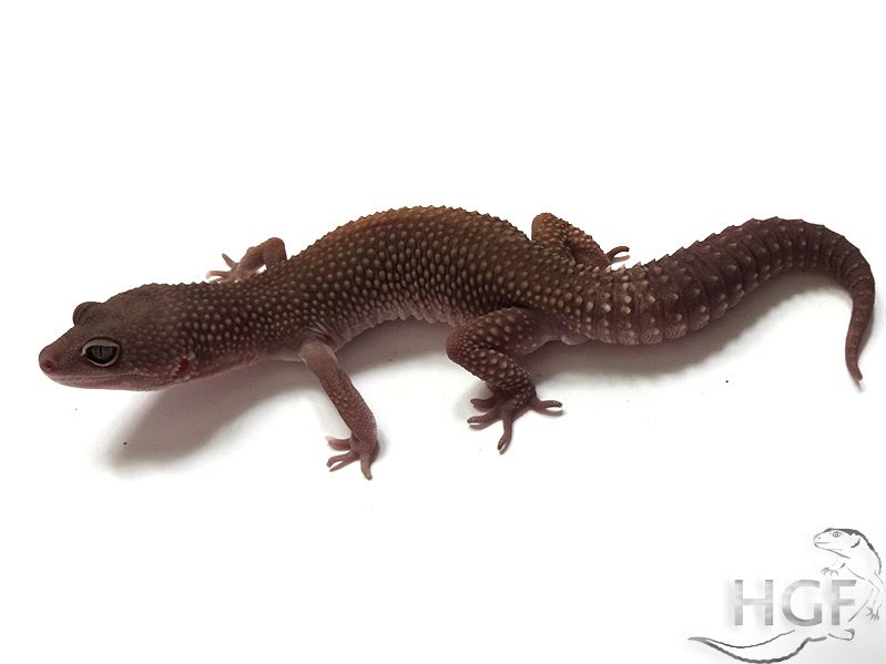 Eublepharis macularius,эублефар, пятнистый эублефар, геккон, леопардовый геккон, Leopard Gecko, ящерица, рептилия