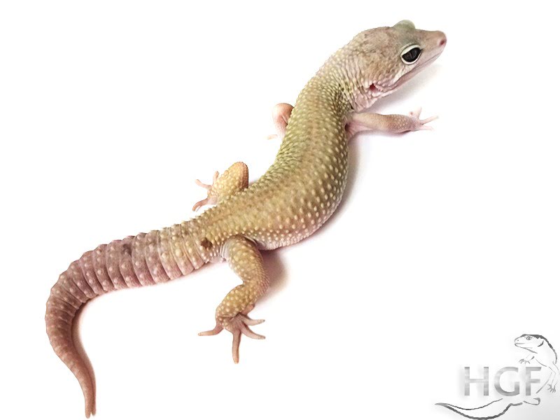 Eublepharis macularius,эублефар, пятнистый эублефар, геккон, леопардовый геккон, Leopard Gecko, ящерица, рептилия