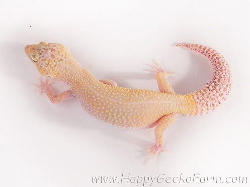 Eublepharis macularius,эублефар, пятнистый эублефар, геккон, леопардовый геккон, Leopard Gecko, ящерица, рептилия