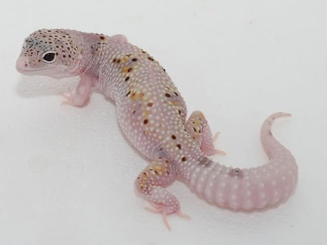 Eublepharis macularius,эублефар, пятнистый эублефар, геккон, леопардовый геккон, Leopard Gecko, ящерица, рептилия
