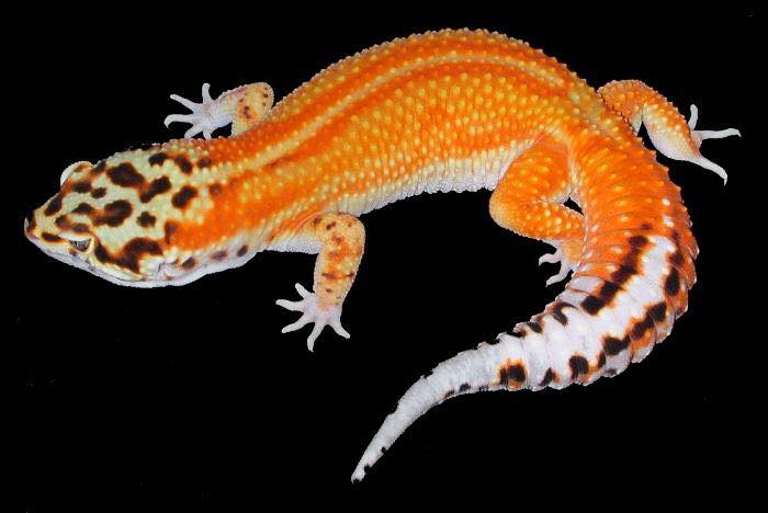 Eublepharis macularius,эублефар, пятнистый эублефар, геккон, леопардовый геккон, Leopard Gecko, ящерица, рептилия