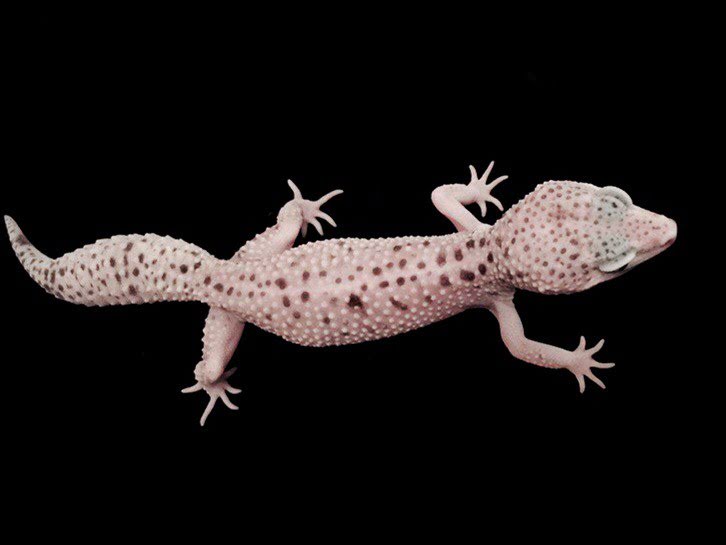 Eublepharis macularius,эублефар, пятнистый эублефар, геккон, леопардовый геккон, Leopard Gecko, ящерица, рептилия, ирбис