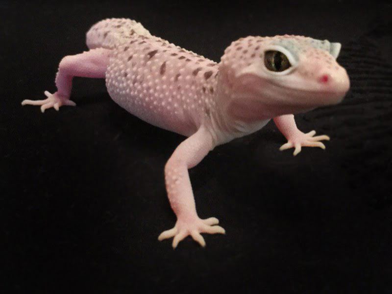 Eublepharis macularius,эублефар, пятнистый эублефар, геккон, леопардовый геккон, Leopard Gecko, ящерица, рептилия, ирбис