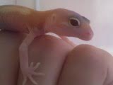 Eublepharis macularius,эублефар, пятнистый эублефар, геккон, леопардовый геккон, Leopard Gecko, ящерица, рептилия