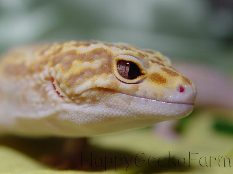 Snake Eyes 