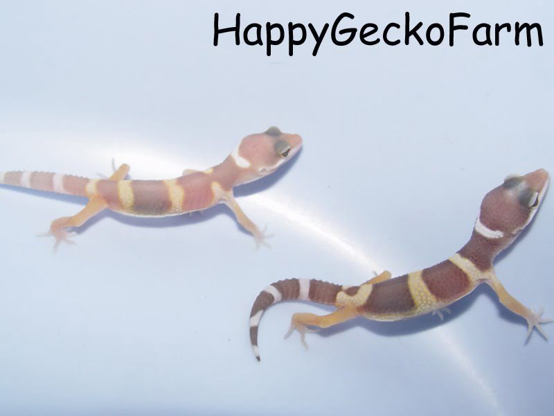 tremper_albino0