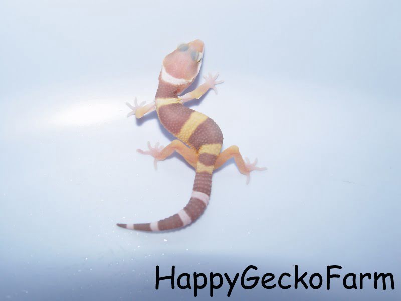tremper_albino2