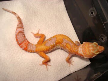 eulbefar-podrostok-tangerine-jungle-tremper