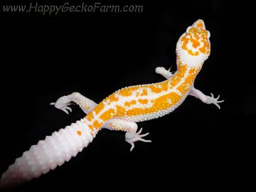 white-and-yellow-enigma