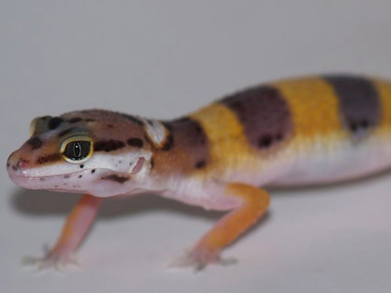 Tangerine poss SHT