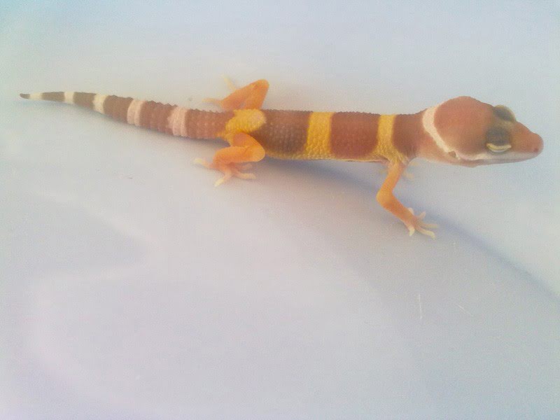 Sunglow het RAPTOR