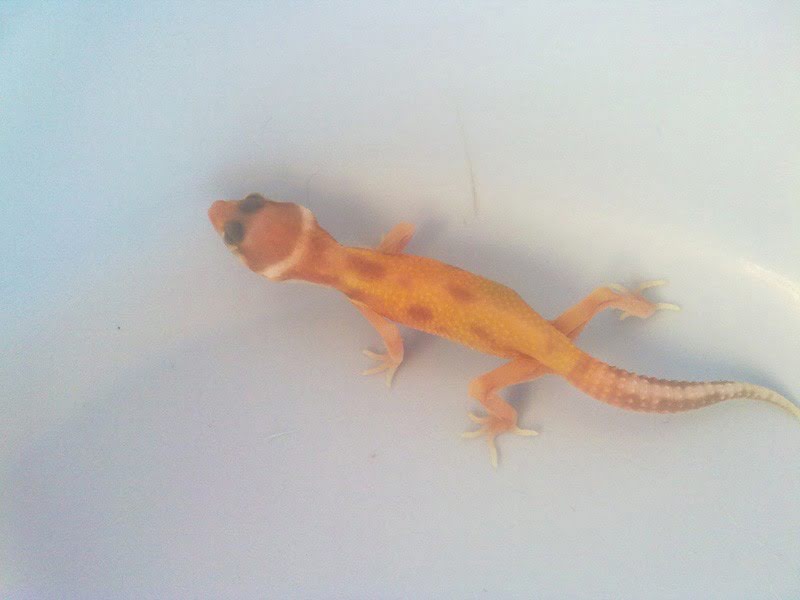 RAPTOR