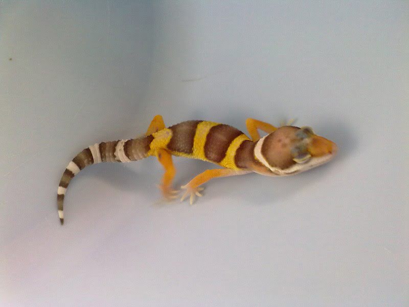Tangerine Tremper Albino het RAPTOR