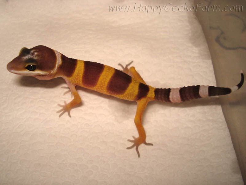 Tangerine poss SHT