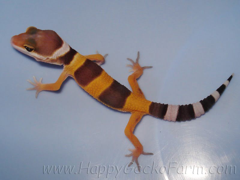 Tangerine poss SHT