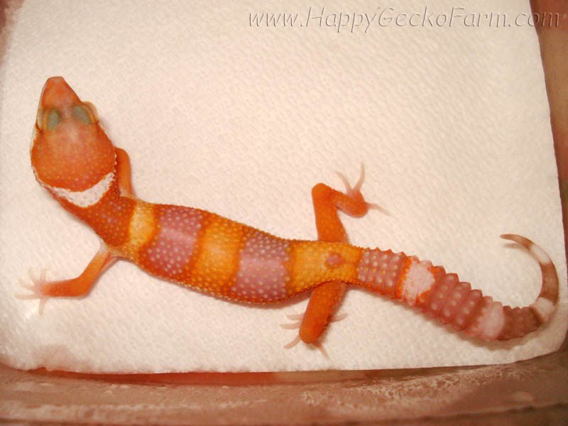 Sunglow poss Electric