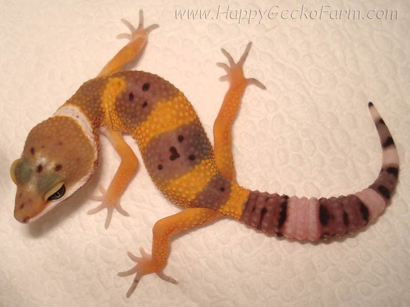 Tangerine poss SHT