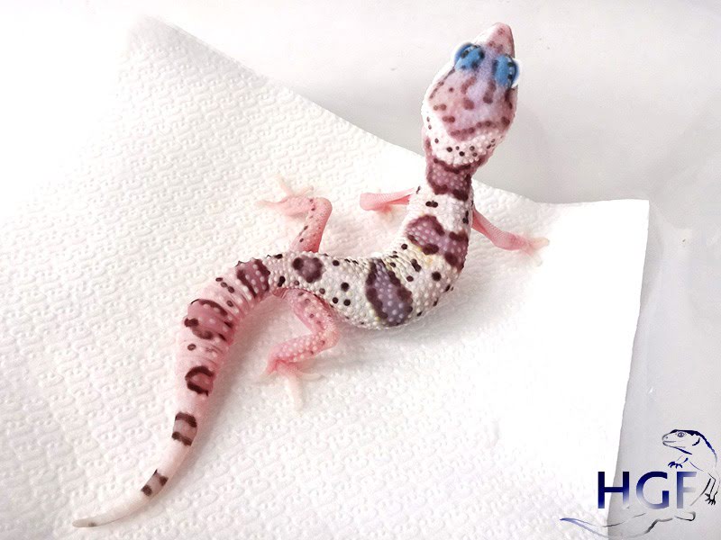 Eublepharis macularius,эублефар, пятнистый эублефар, геккон, леопардовый геккон, Leopard Gecko, ящерица, рептилия, ирбис