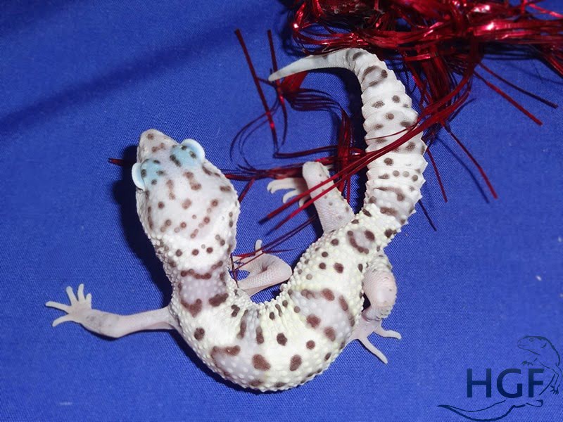 Eublepharis macularius,эублефар, пятнистый эублефар, геккон, леопардовый геккон, Leopard Gecko, ящерица, рептилия, ирбис