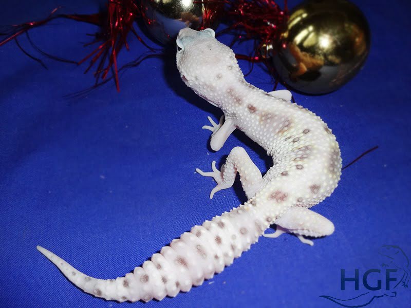 Eublepharis macularius,эублефар, пятнистый эублефар, геккон, леопардовый геккон, Leopard Gecko, ящерица, рептилия, ирбис