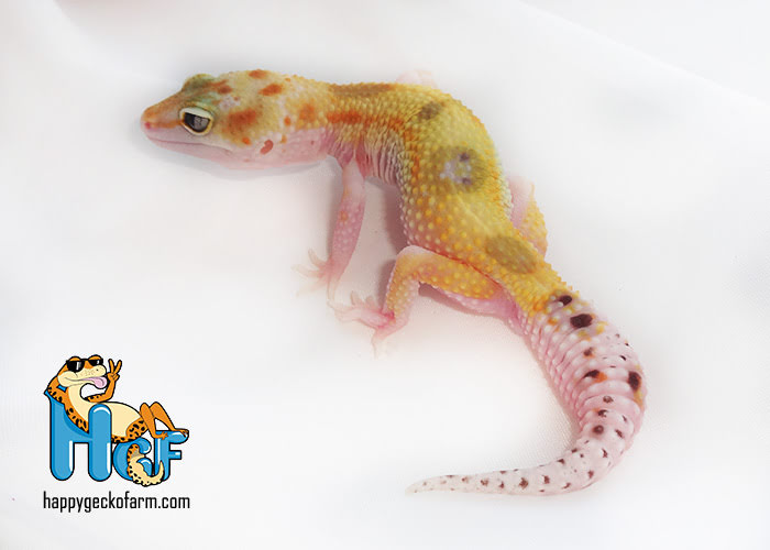 Эублефар Hypo White Eclipse