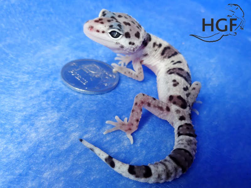 Eublepharis macularius,эублефар, пятнистый эублефар, геккон, леопардовый геккон, Leopard Gecko, ящерица, рептилия