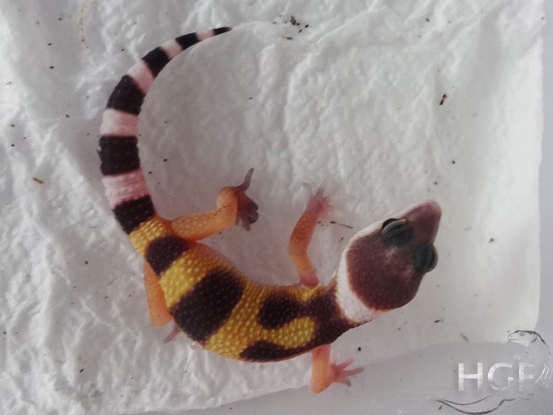 Tangerine poss SHT