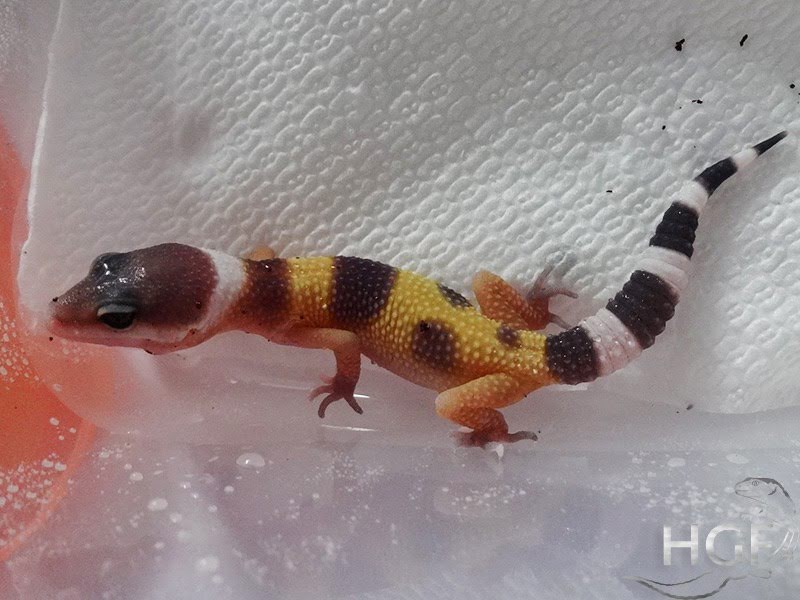 Tangerine poss SHT