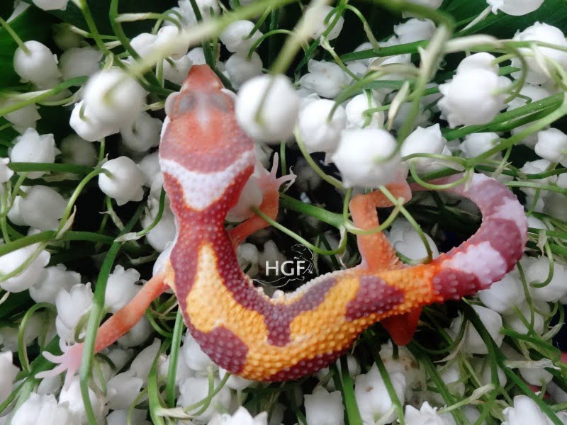 МSТА Jungle het RR